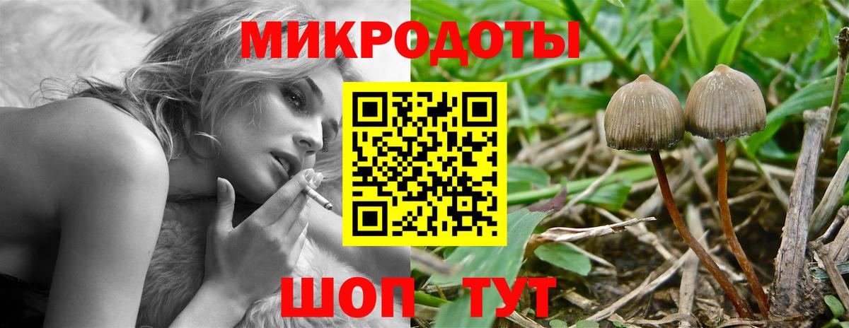 Псилоцибиновые грибы Cubensis Тимашёвск
